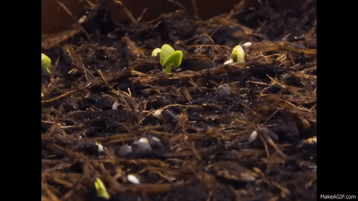 growing plant gif