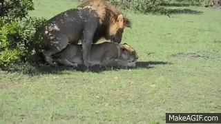 Big Cat Couples Mating Lion Tiger Breeding new video on Make a GIF.