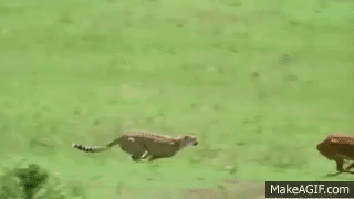 cheetah chasing gif