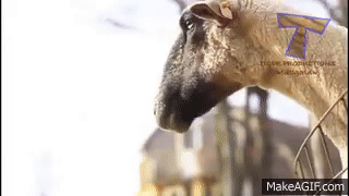 Animals making funny sounds and noises - The best weird animal on Make a GIF