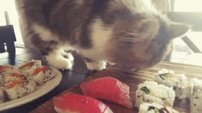cat eating sushi gif