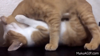 My cats make love so cute on Make a GIF