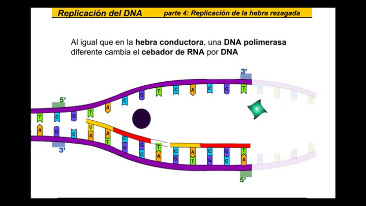 Replicacion del DNA (Español) on Make a GIF