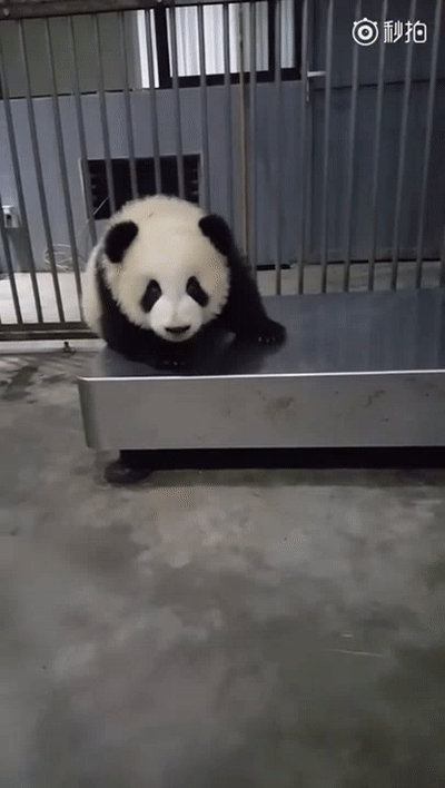 Angry Baby Panda On Make A Gif