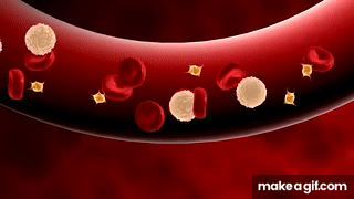 Circulatory System for Kids | Learn all about how blood travels through ...