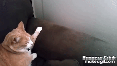 Приколы С Котами И Кошками | Приколы С Животными. Приколы Лучшие.