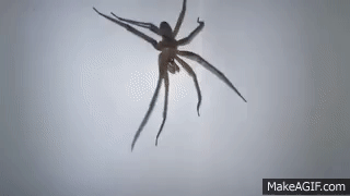 Loxosceles laeta Spider 720p on Make a GIF