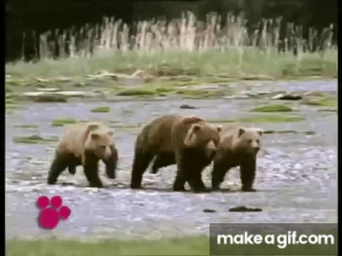 Animated Funny Bear GIF 