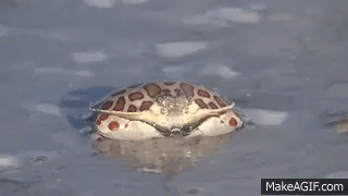 Calico Crab Blowing Bubbles on Make a GIF