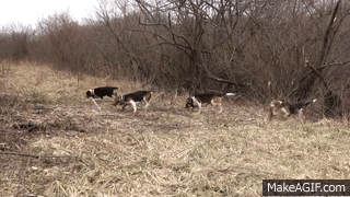 Skyview's Beagles Rabbit Hunt With Fortier And Reed No SHow Ron on Make ...