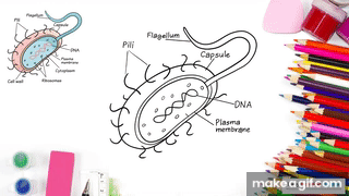 How to Draw Bacteria in a Few Easy Steps: Drawing Tutorial for Kids and Beginners