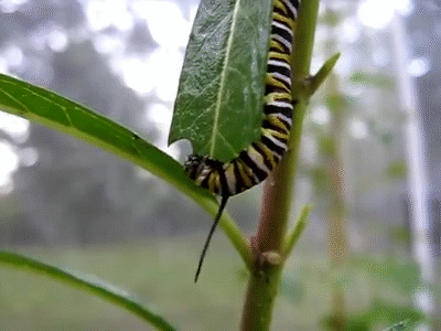 Monarch caterpillar eating a milkweed leaf