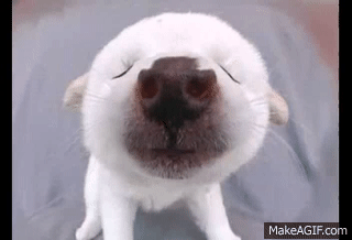 Funny Birthday Song Puff The Furball Puppy On Make A Gif