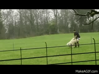 sheep shagging on Make a GIF