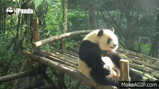panda sitting up