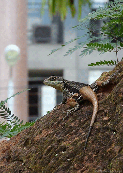 Lizard in Parque Olhos D'Água, Brasília, Brazil on Make a GIF