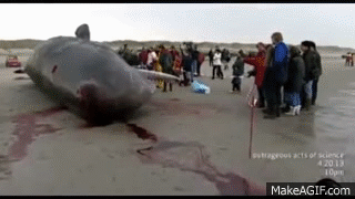 beached whale explosion gif