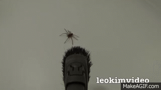 Big Spider Bathroom Daddy Screamer Arachnophobia Warning on Make a GIF