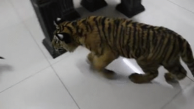 New dog ,silly tiger ,clumsy move , sory on Make a GIF