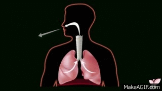 El funcionamiento del sistema respiratorio on Make a GIF