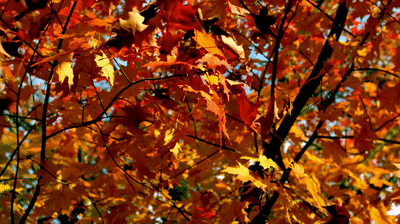 autumn leaves falling gif
