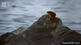 Fearless attack lemming - World's Weirdest Events: Episode 2 - BBC