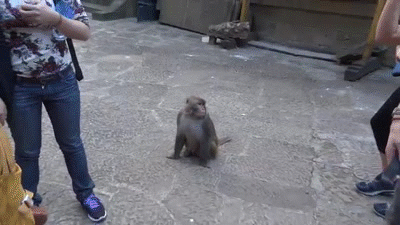 Monkey Steals Bag On Make A Gif Monkey Steals Bag On Make A Gif