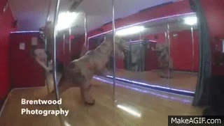 Something is. Big fat ass gifs Big fat ass gifs commit error