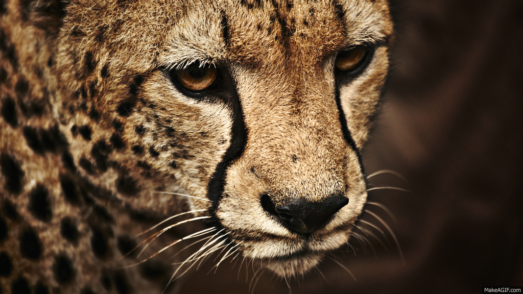 sad cheetah on Make a GIF
