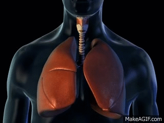  Lungs  and Breathing 3D Medical Animation  ABP  on 