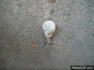 Fastest Snail In Texas On Make A Gif