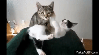 Vidéos de chats à mourir de rire compilation 2013 on Make a GIF