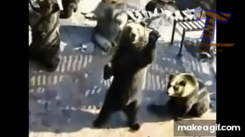 Funny bear videos compilation on Make a GIF