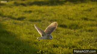 barn owl flying gif