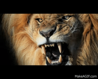 Efectos de sonido - león - lion on Make a GIF