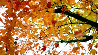 falling leaves gif