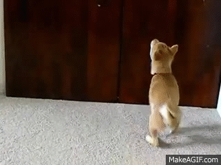 Weird dog's way to look back (funny) on Make a GIF