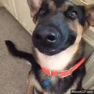 Dog smiling sale vine