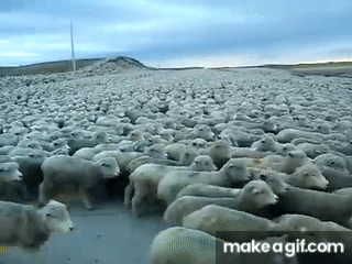 ITwash.gif