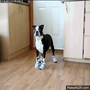 dog wearing boots for the first time