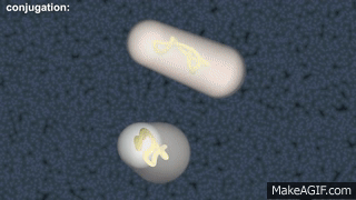 bacterial conjugation animation