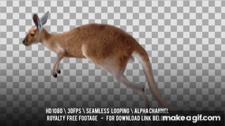 Kangaroo running jumps. Isolated and cyclical animation. Alpha channel  included. on Make a GIF