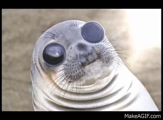 funny seal gif