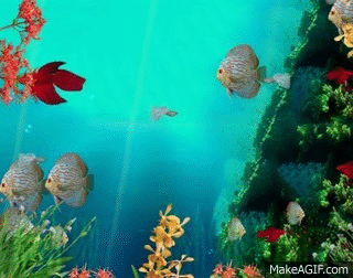 Coral Reef Aquarium 3d Animated Wallpaper Image Num 23