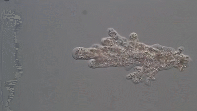 Resultado de imagen de Amoeba proteus gifs