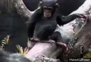 Image result for monkeys smelling poop gif