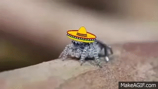 Conga Peacock Spider On Make A Gif