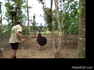 cassowary attack gif