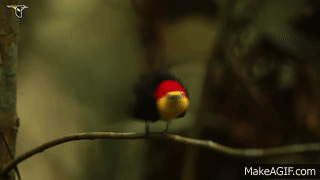 Wire-tailed Manakin Courtship Display