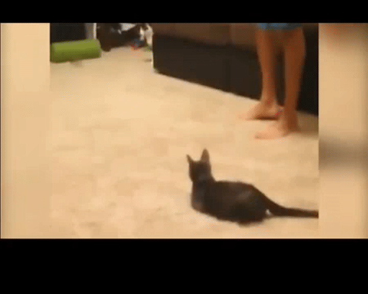 Funny Scared Cats Compilation NEW 